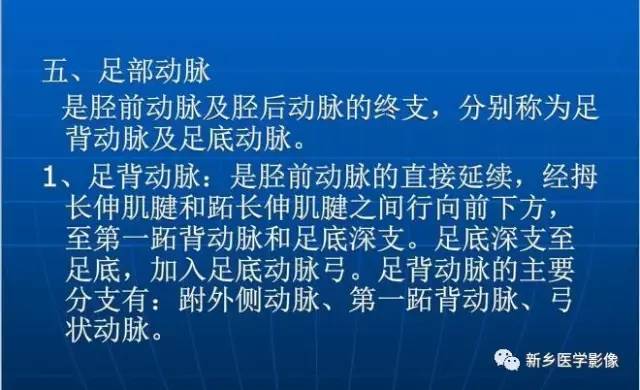 【PPT】下肢动脉解剖