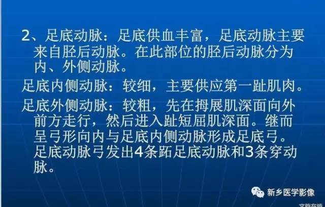 【PPT】下肢动脉解剖