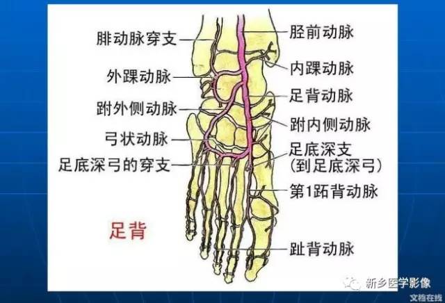 【PPT】下肢动脉解剖