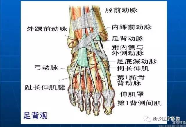 【PPT】下肢动脉解剖