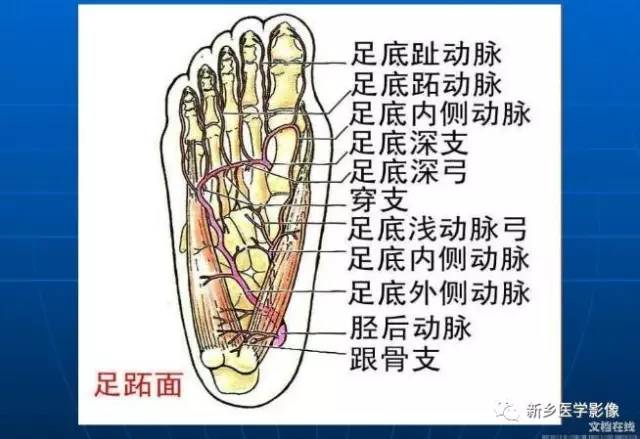 【PPT】下肢动脉解剖