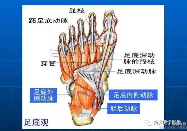 【PPT】下肢动脉解剖