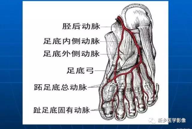 【PPT】下肢动脉解剖