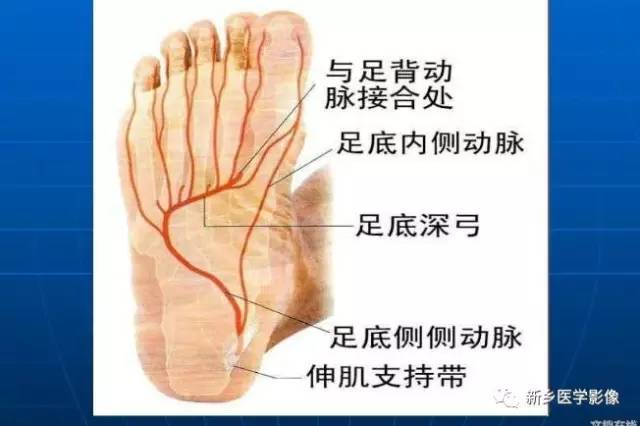 【PPT】下肢动脉解剖