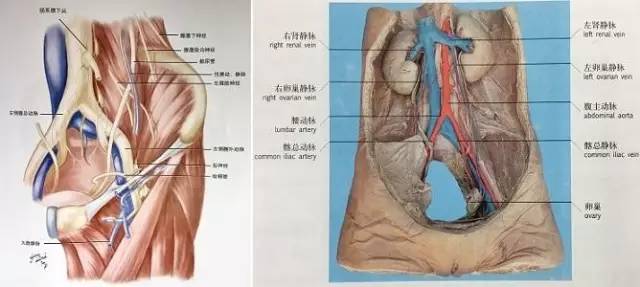 下肢动静脉CTA解剖和10种常见疾病 下肢动静脉CTA解剖和10种常见疾病