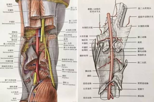 下肢动静脉CTA解剖和10种常见疾病 下肢动静脉CTA解剖和10种常见疾病