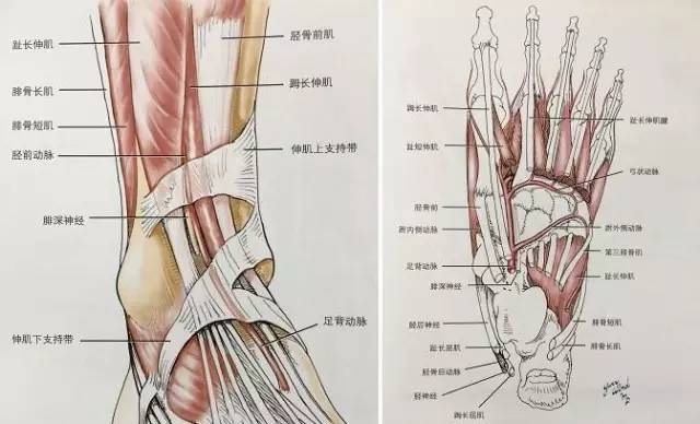下肢动静脉CTA解剖和10种常见疾病 下肢动静脉CTA解剖和10种常见疾病