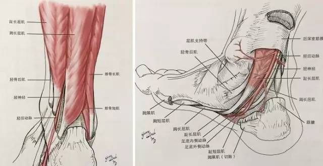 下肢动静脉CTA解剖和10种常见疾病 下肢动静脉CTA解剖和10种常见疾病