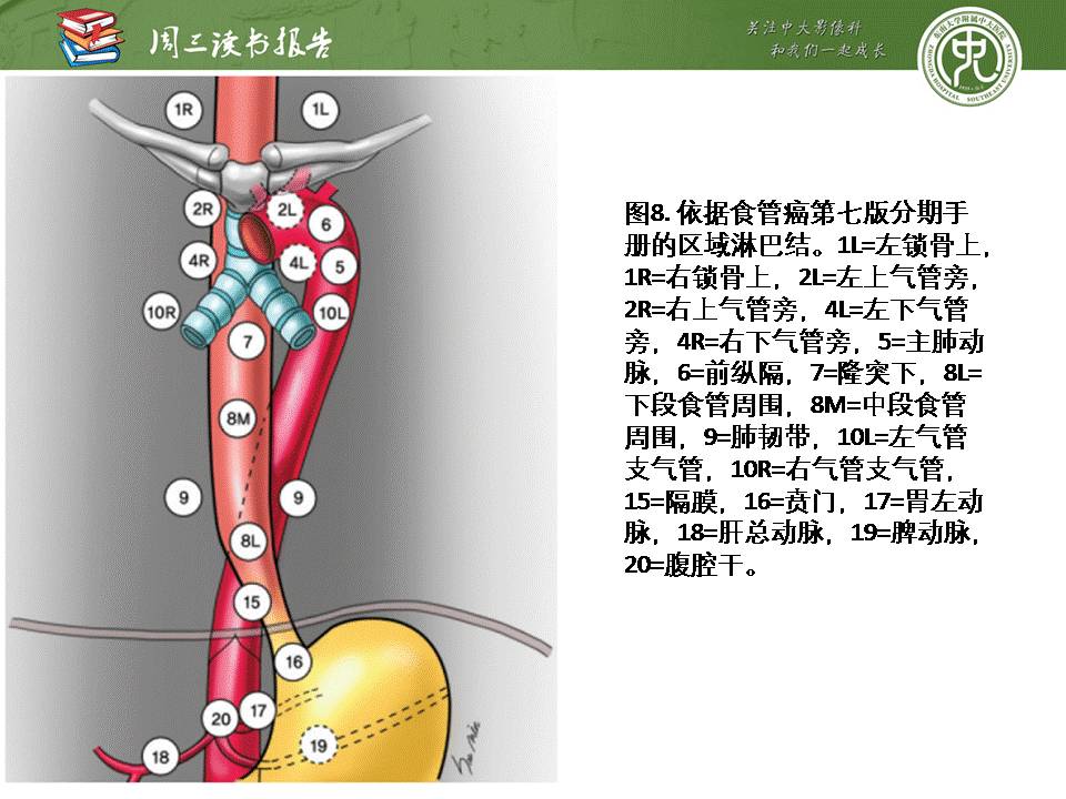 【PPT】食管癌的新TNM分期系统——放射科医生须知