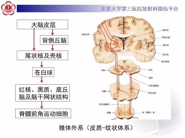 【病例】帕金森病1例MR影像表现