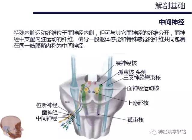 【PPT】面神经解剖、影像 【PPT】面神经解剖、影像