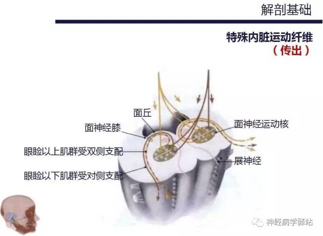 【PPT】面神经解剖、影像 【PPT】面神经解剖、影像