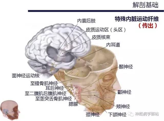 【PPT】面神经解剖、影像 【PPT】面神经解剖、影像