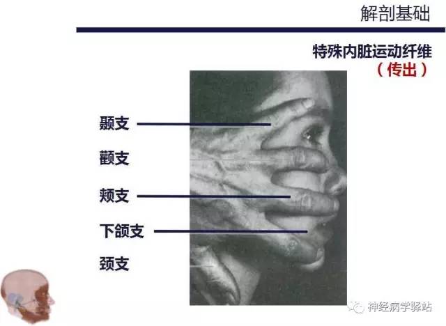 【PPT】面神经解剖、影像 【PPT】面神经解剖、影像