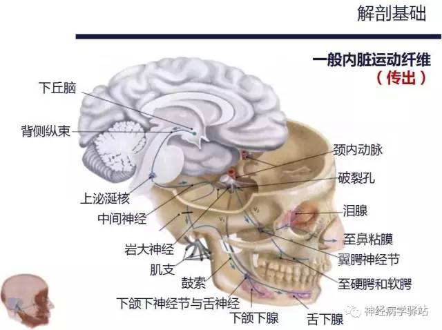【PPT】面神经解剖、影像 【PPT】面神经解剖、影像