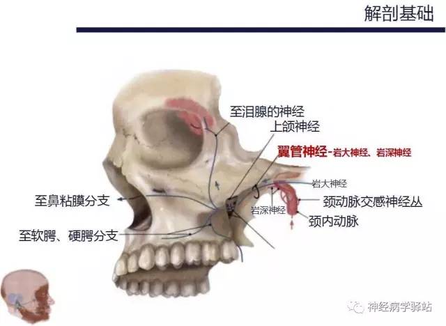 【PPT】面神经解剖、影像 【PPT】面神经解剖、影像