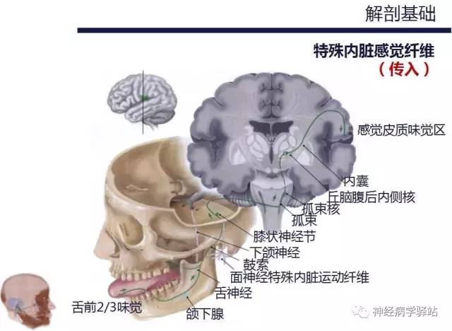 【PPT】面神经解剖、影像 【PPT】面神经解剖、影像