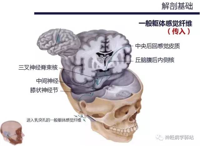 【PPT】面神经解剖、影像 【PPT】面神经解剖、影像