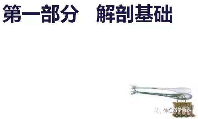 【PPT】嗅神经解剖、临床及影像
