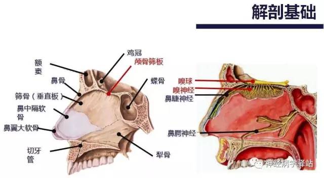 【PPT】嗅神经解剖、临床及影像