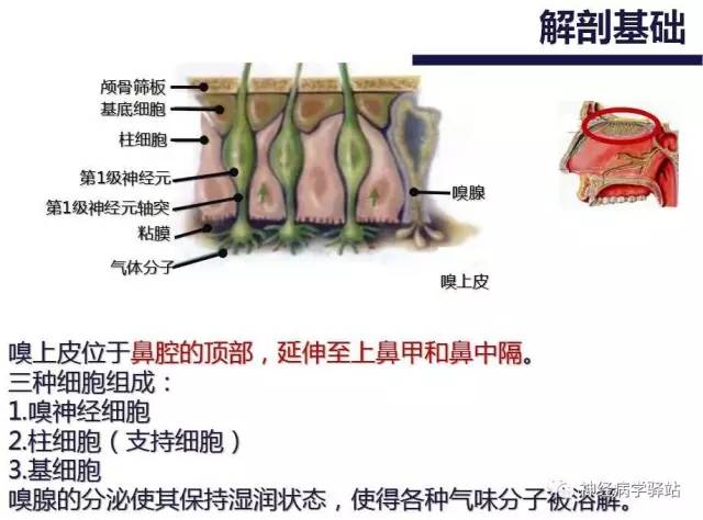 【PPT】嗅神经解剖、临床及影像