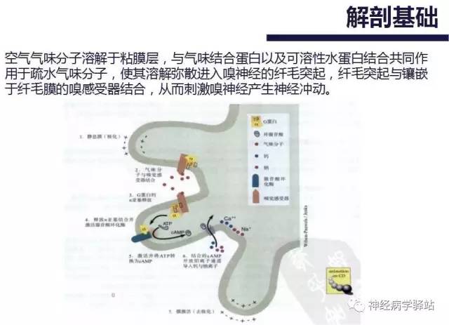 【PPT】嗅神经解剖、临床及影像
