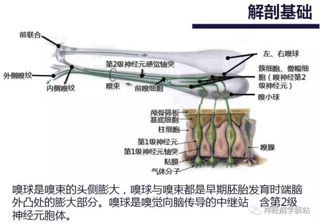 【PPT】嗅神经解剖、临床及影像