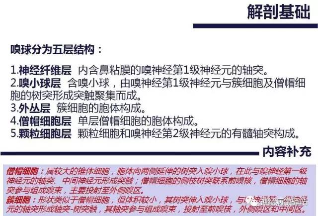 【PPT】嗅神经解剖、临床及影像