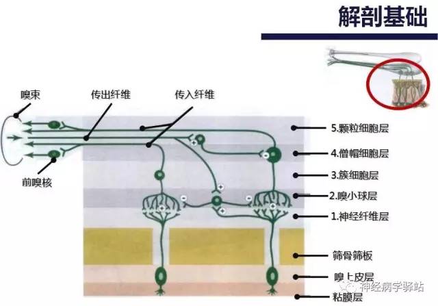 【PPT】嗅神经解剖、临床及影像