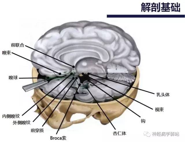【PPT】嗅神经解剖、临床及影像