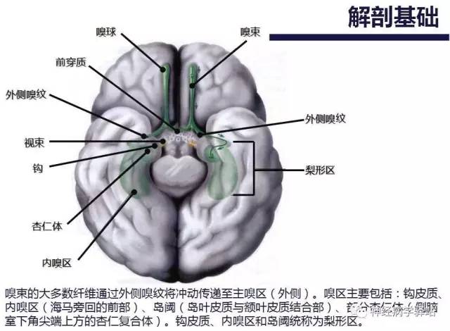 【PPT】嗅神经解剖、临床及影像