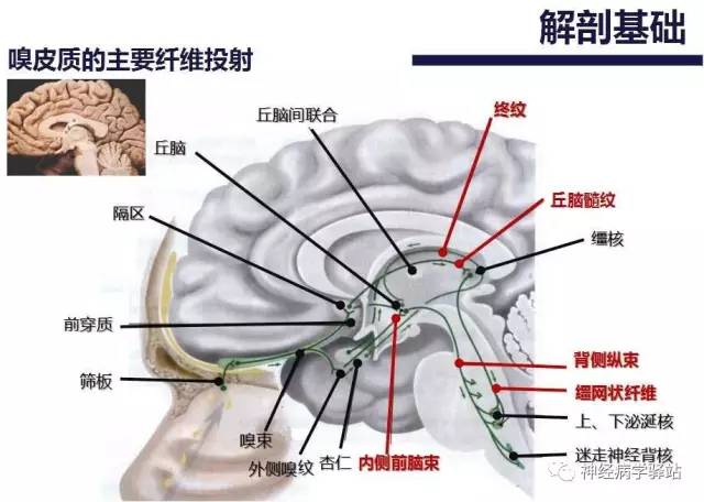 【PPT】嗅神经解剖、临床及影像