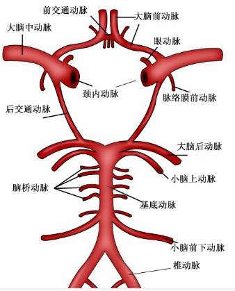 大脑Willis环的解剖及变异
