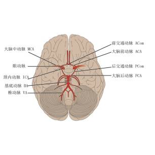 大脑Willis环的解剖及变异 大脑Willis环的解剖及变异