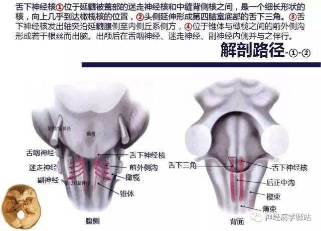 【PPT】舌下神经解剖、影像及临床 【PPT】舌下神经解剖、影像及临床