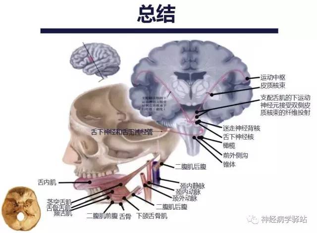 【PPT】舌下神经解剖、影像及临床 【PPT】舌下神经解剖、影像及临床