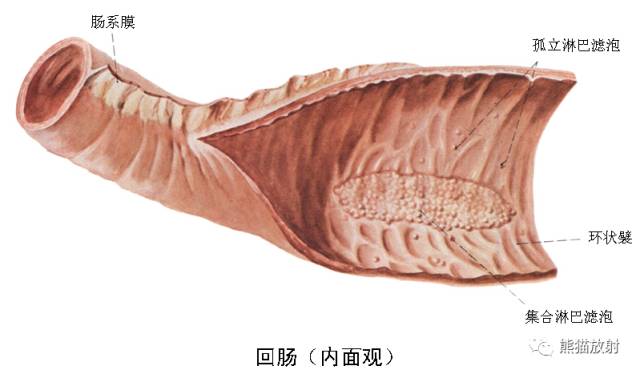 胃肠道急腹症必须搞清楚的几个问题 胃肠道急腹症必须搞清楚的几个问题