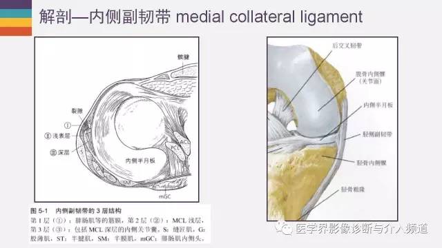 【PPT】膝关节内侧副韧带解剖及损失MR诊断