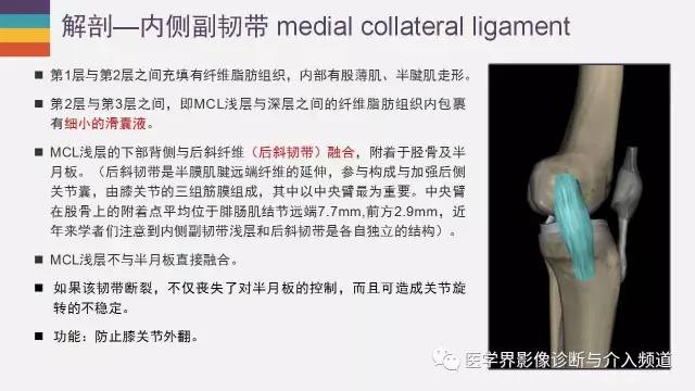 【PPT】膝关节内侧副韧带解剖及损失MR诊断