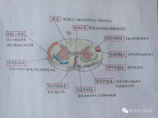 脊髓病变诊断思路