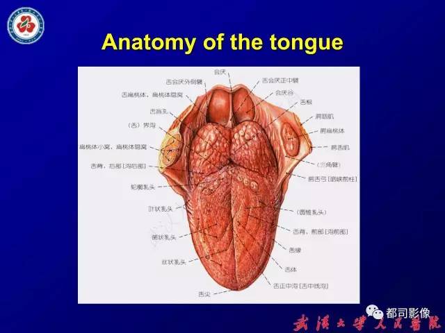 【PPT】舌部良恶性病变及鉴别诊断