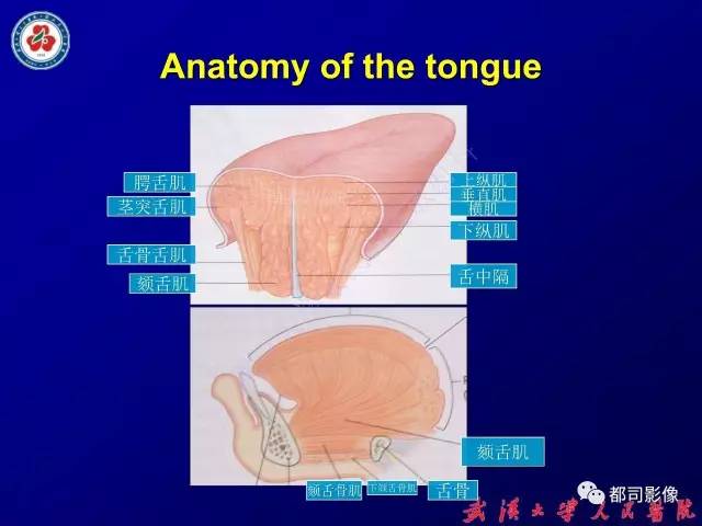 【PPT】舌部良恶性病变及鉴别诊断