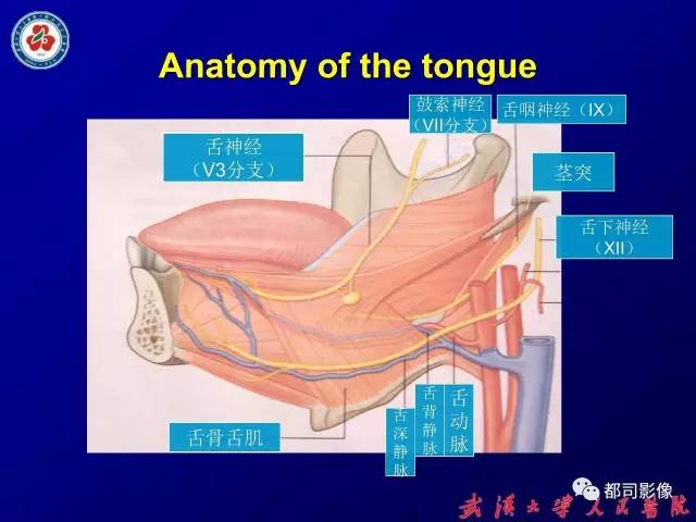【PPT】舌部良恶性病变及鉴别诊断