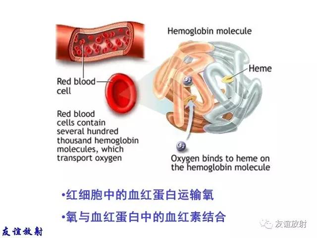 【PPT】基本病变的MR信号分析——出血MRI信号演变及分子机制