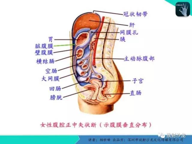 【PPT】女性盆腔非生殖系统肿瘤 的MRI诊断