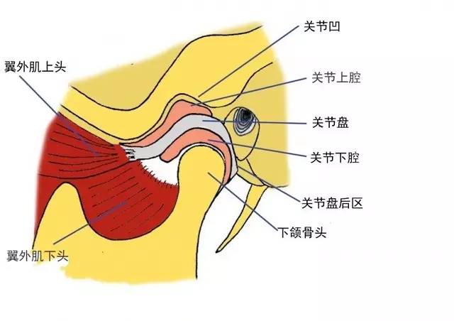 颞下颌关节解剖