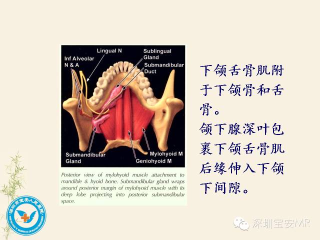 【PPT】舌和口底影像解剖及临床病例一组