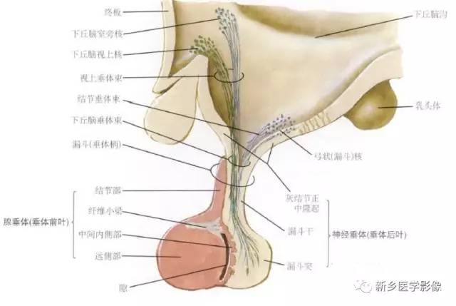 看到垂体增大,不要只想到垂体瘤,这7种病都可以导致垂体增大 看到垂体增大,不要只想到垂体瘤,这7种病都可以导致垂体增大