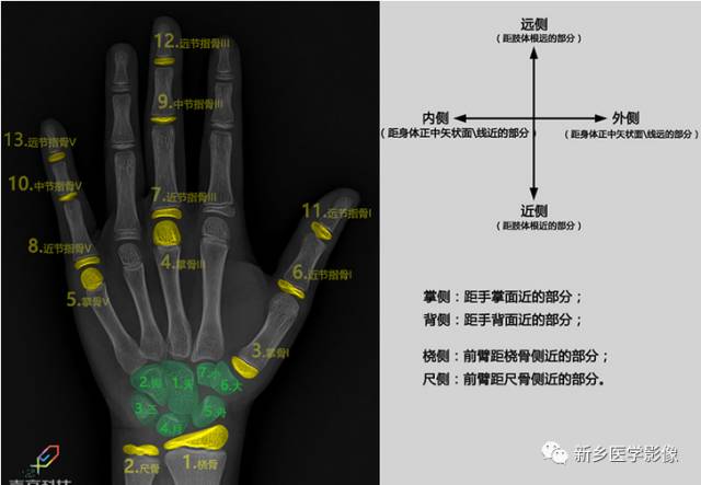骨龄读片基础