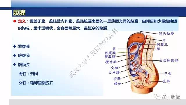 【PPT】腹膜解剖及炎性病变影像诊断